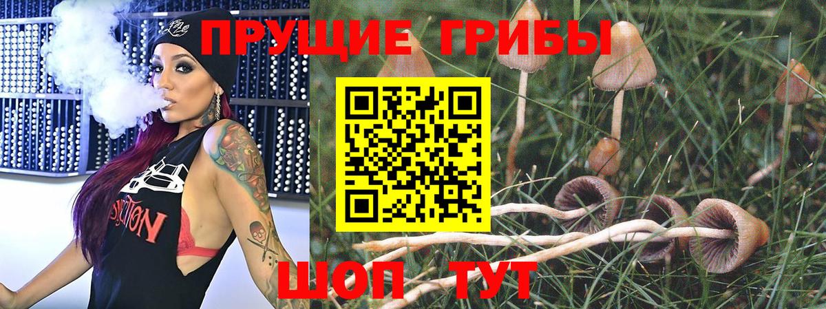 Галлюциногенные грибы Psilocybe Похвистнево